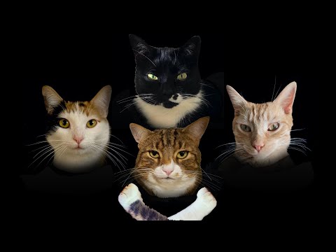 Bohemian Catsody